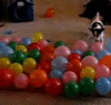 Fun with balloons 