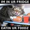 cat in ur fridge