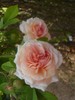 Beautiful scented tea roses