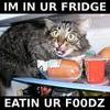 I'm Hungry! Now I'm In Ur Frid