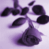 A Dark Rose