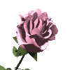 ~♥~ a pink rose for u ~♥~ 
