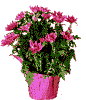 ~♥~ chrysanthemums for u ~♥~