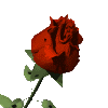 ~♥~ a red rose for u ~♥~ 
