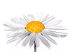 ~♥~ a daisy for u ~♥~