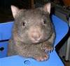 Wombat harbinger of hope and joy