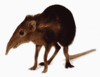 One shrew (pre-tamed)