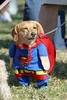 Super Pup