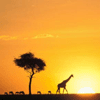 An African Safari