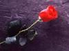 A single red rose