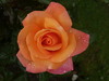 Orange Rose