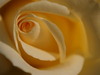 Golden Rose Details