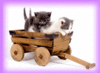 a Cat Play Cart