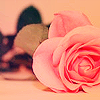 a rose for you ♥