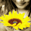 Sunflower to brighten your day