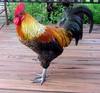 A Colourful Cock
