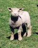 A Sheepish Grin