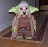 yoda costume