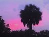 Palm tree &amp; pink Florida sky