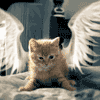A Winged Kitten