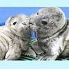 smooching seals