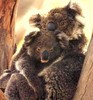 a koala cuddle