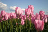tulips~
