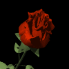 FLOWING RED ROSE