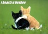 a kittens love