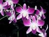 Purple Orchids !~