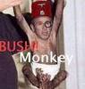 bush monkey