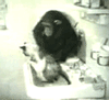 a bath... by a monkey