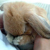 Bunny cuddle
