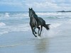 Horse at the beach