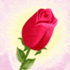 rose for my owner