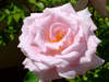 lush pink rose