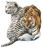 two tigers