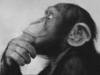monkey philosophy