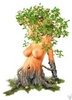 Tree Woman