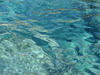 swim`n`dive in Dubrovnik