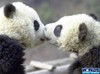 Panda kiss