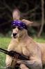 kangaroo with gun