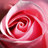 Pink rose