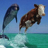 cow dive