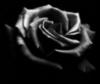 .black rose.