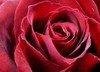 prettiest red rose