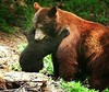 Bear hugz