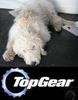 Top Gear Dog