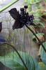 Tacca (bat flower)