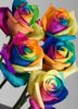 colourful roses. 